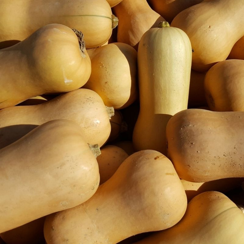 Courge butternut
